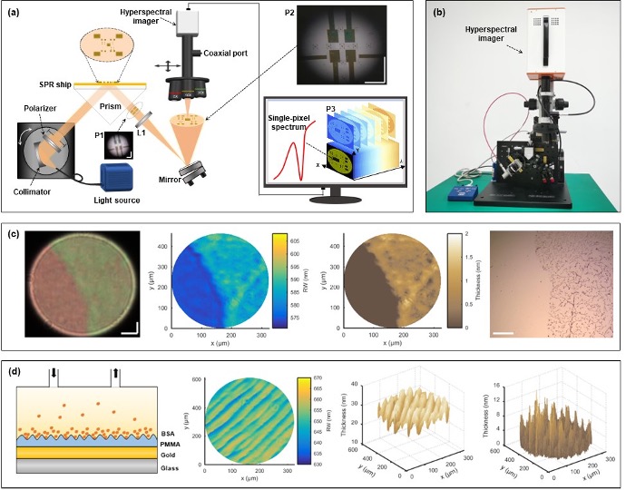 AIR Scientists Develop Hyperspectral Surface Plasmon Resonance Microscopy