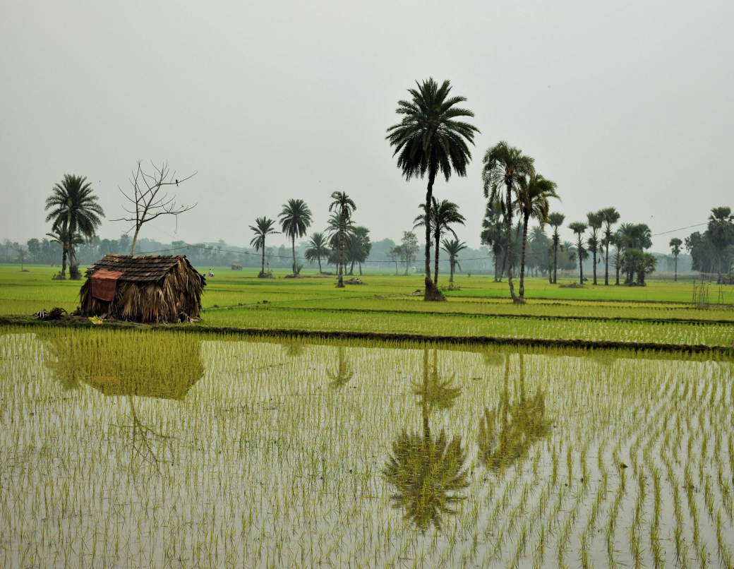Chinese Scientists Release High-resolution Rice Map of Africa to Support Global Food Security