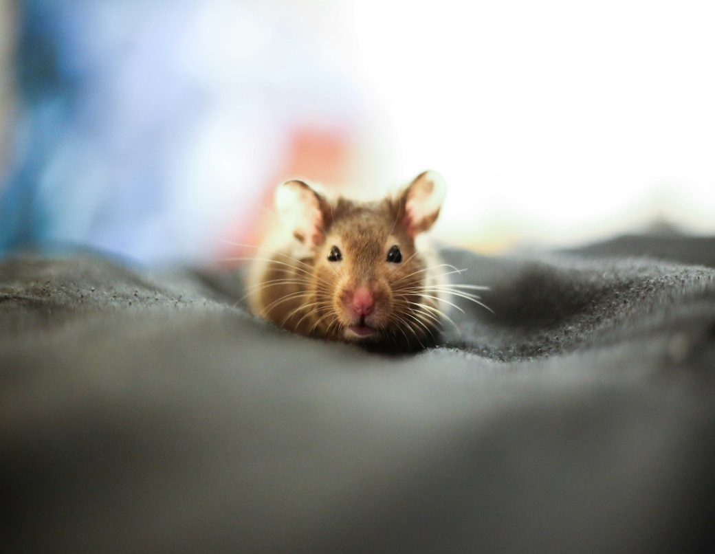 Scientists Develop Advanced Electrodes to Unlock Secrets of Neuronal Activity During Hibernation