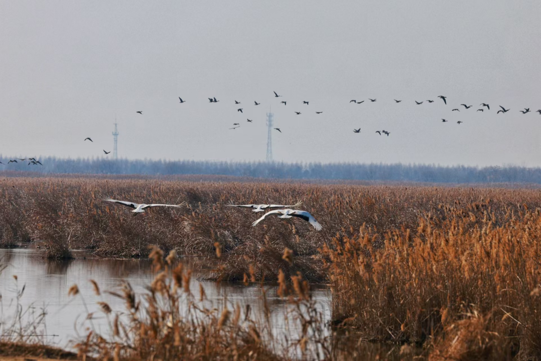 China, Europe Collaborate to Advance Climate Action and Biodiversity Conservation Through Earth Observation