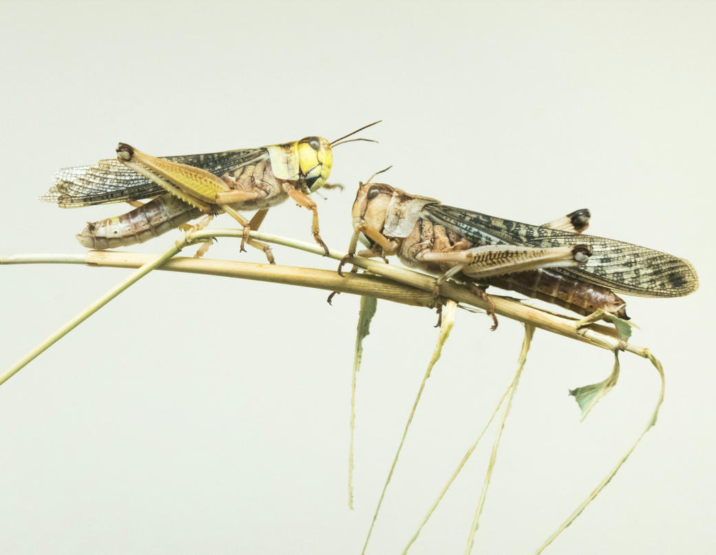 Sino-UK Joint Laboratory Passes 2025 Annual Review, Advancing International Cooperation in Crop Pest Monitoring