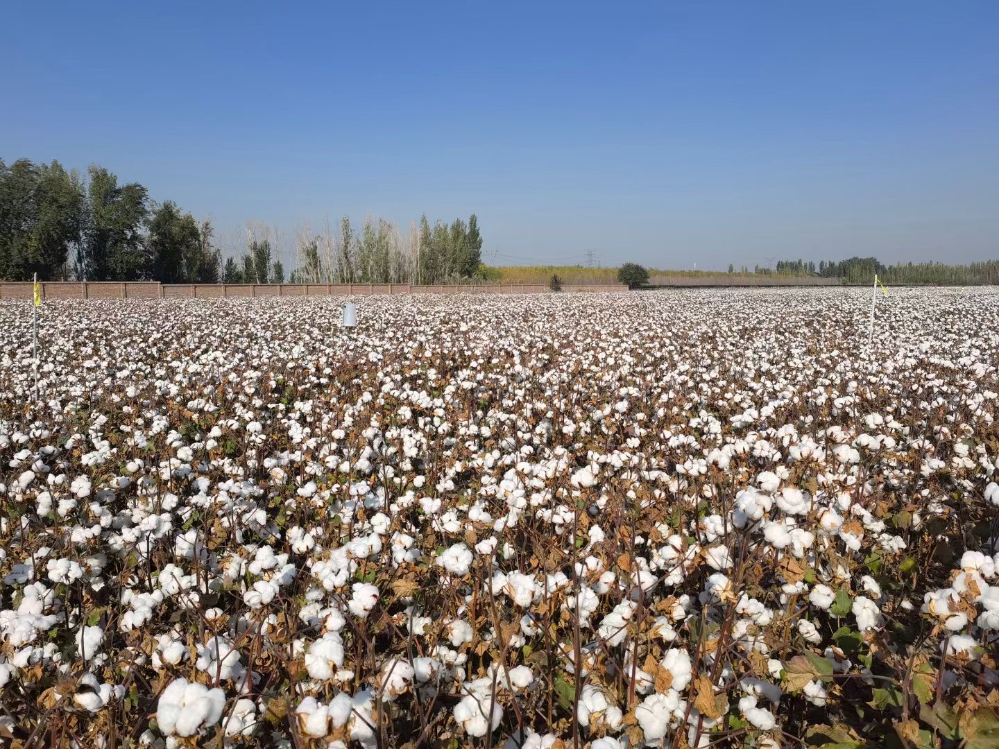 Scientists Release 10-meter-resolution Cotton Map in Xinjiang, China