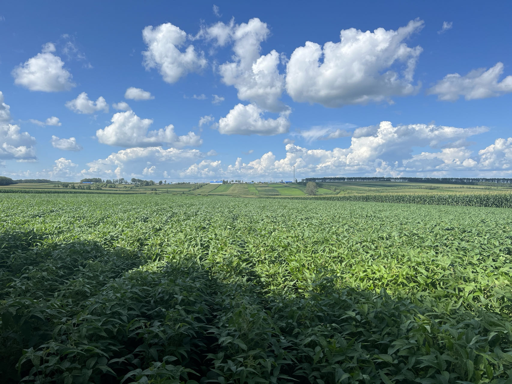 10-m Soybean Cropland Maps of China Produced