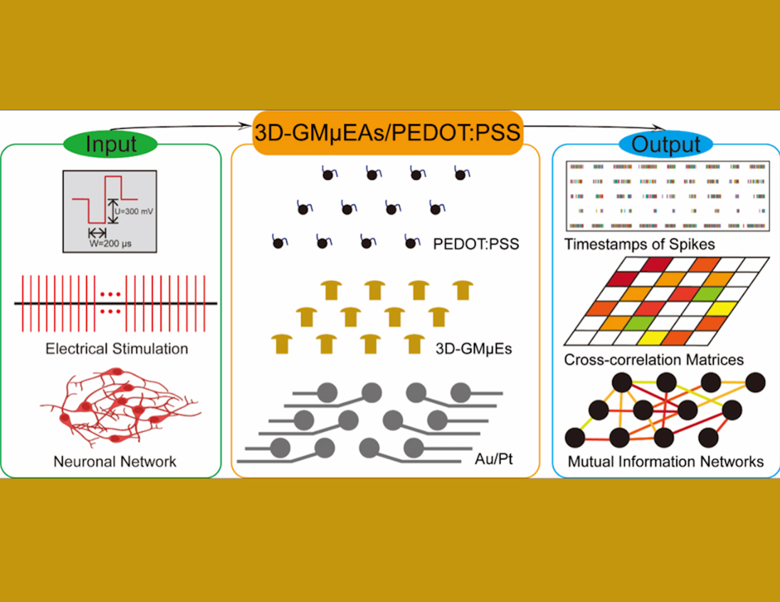 Innovative 3D Gold Microelectrode Arrays Enhance Understanding of Neuronal Network Communication