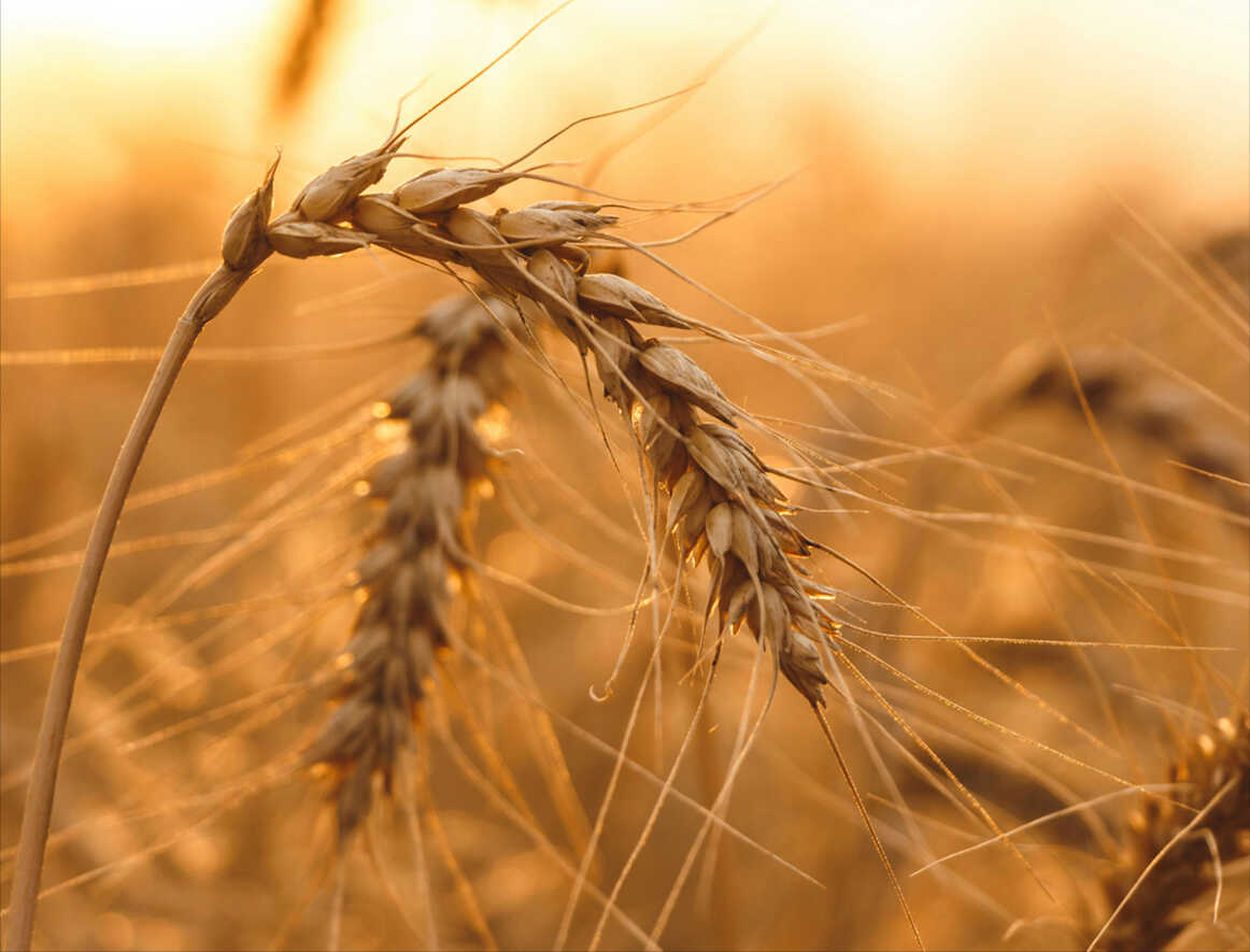 High-Resolution Maps Reveal Hidden Losses in China’s Winter Wheat Harvest