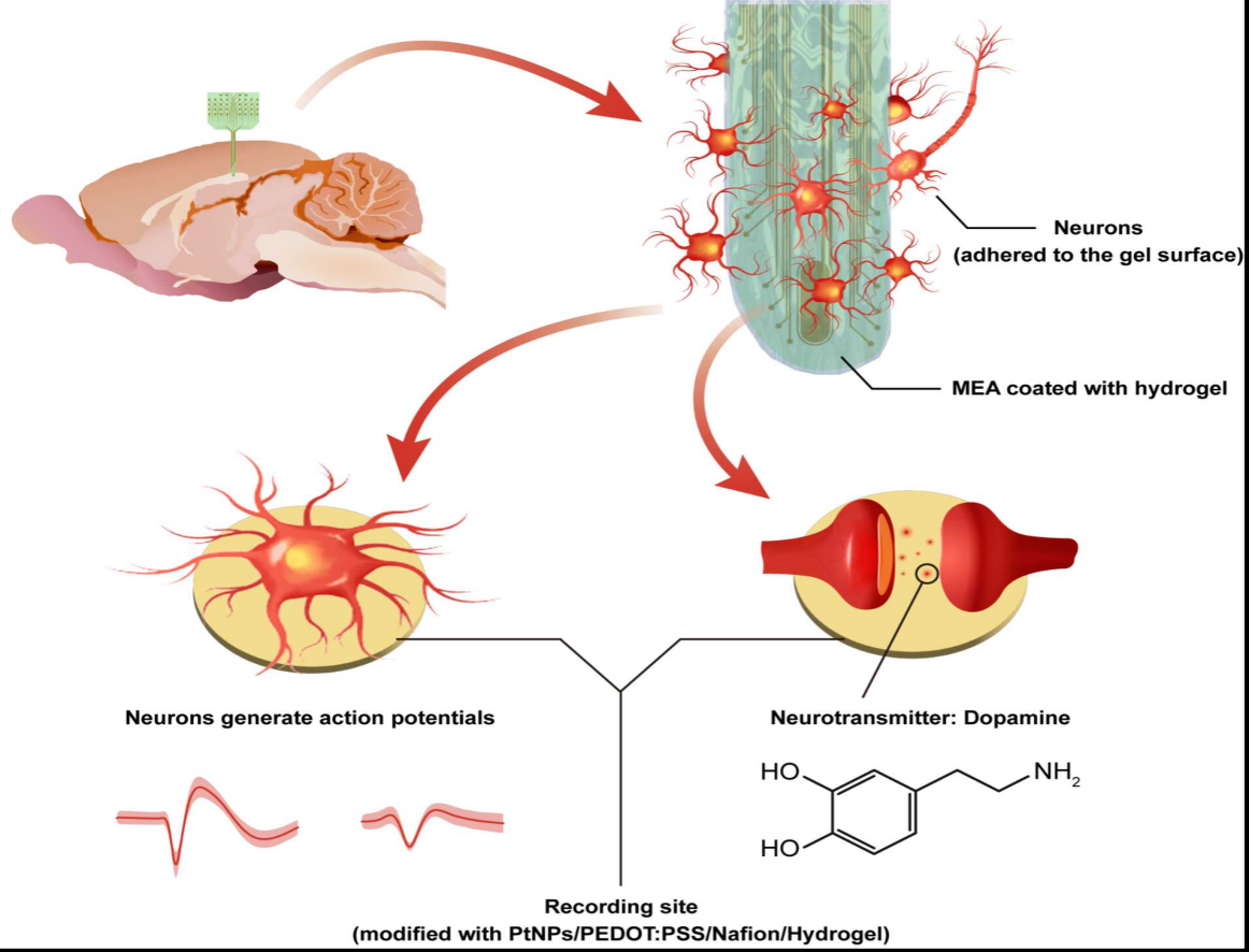 Drug-Loaded Hydrogel Microelectrode Arrays Significantly Boost Brain-Computer Interface Performance：Study