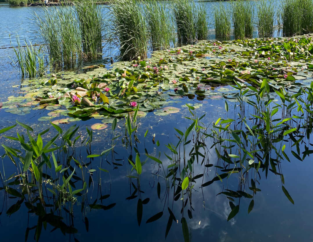 Scientists Develop Novel Method to Detect Polluted Water in Rural Areas, Tackling Algal Blooms