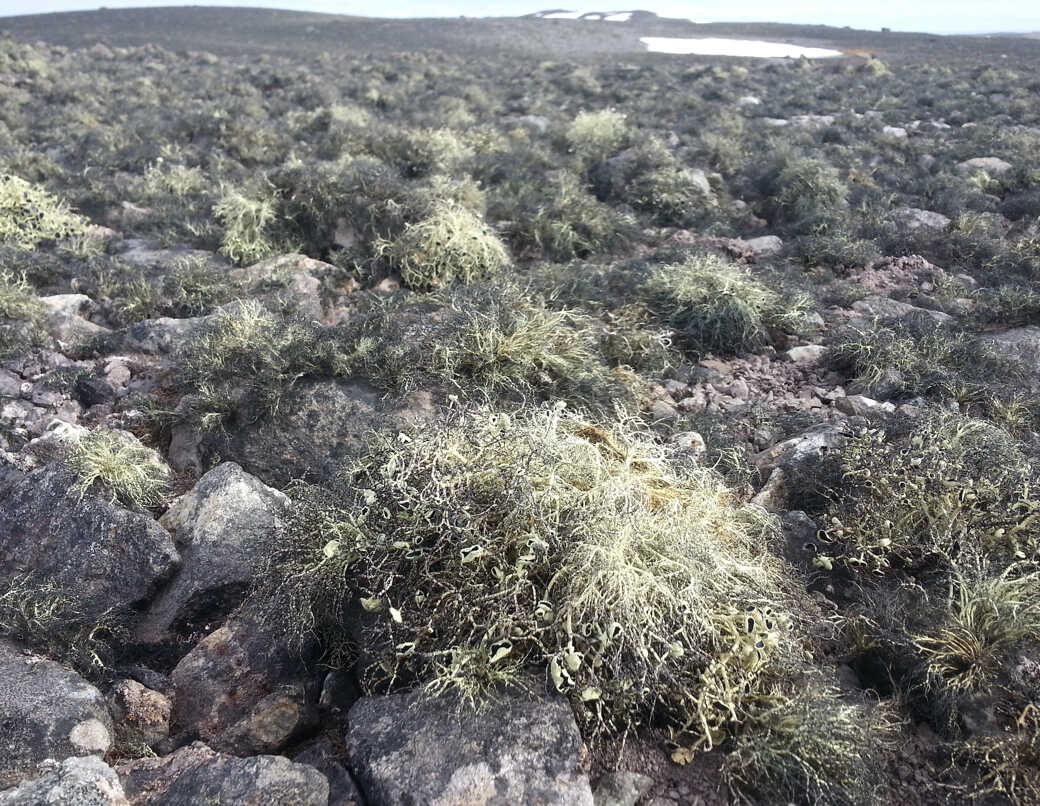 New Study Reveals How Dark-Colored Lichens Are Overlooked in Antarctic Vegetation Mapping