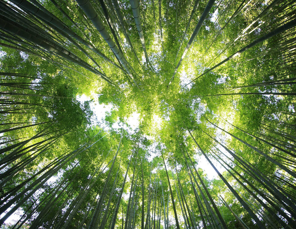 High-Precision Canopy Height Dataset Illuminates Forest Structure Dynamics in Nanping City, China